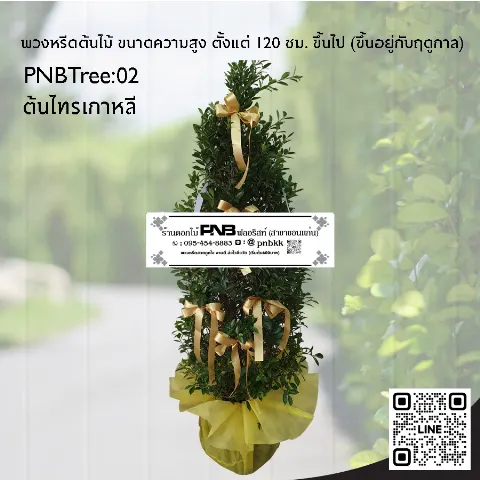 พวงหรีดต้นไม้ PNBTree02 ต้นไทรเกาหลี ประดับริบบิ้นสีทองและห่อกระถางสีทอง