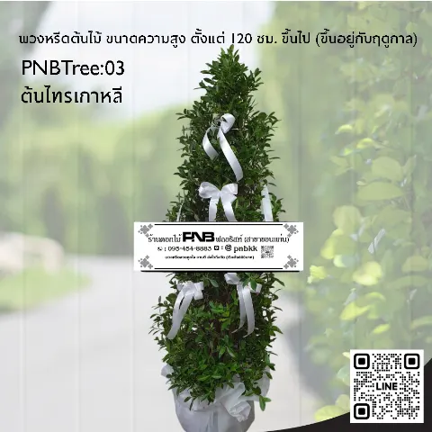 พวงหรีดต้นไม้ PNBTree03 ต้นไทรเกาหลี ประดับริบบิ้นสีขาว สุภาพ