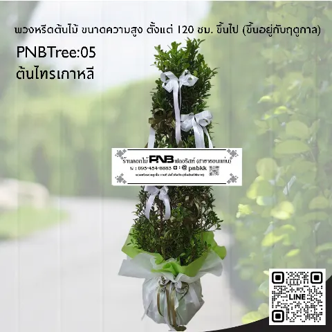 พวงหรีดต้นไม้ PNBTree05 ต้นไทรเกาหลี ประดับริบบิ้นขาวเงิน