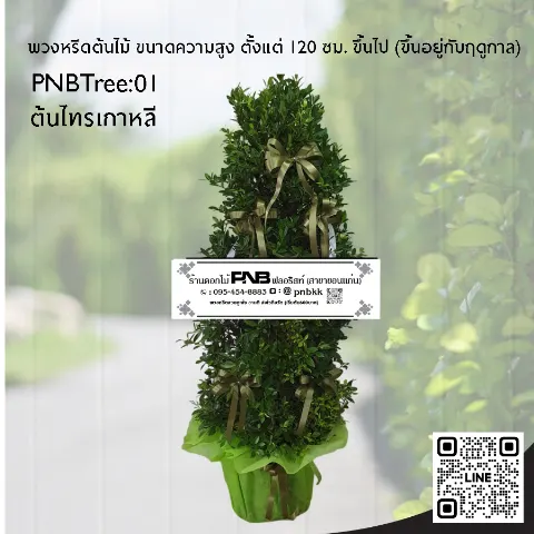 พวงหรีดต้นไม้ PNBTree01 ต้นไทรเกาหลี ประดับริบบิ้นสีเขียวและห่อกระถางสีเขียว