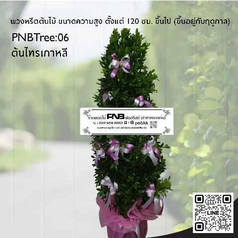พวงหรีดต้นไม้ PNBTree06 ต้นไทรเกาหลี ประดับริบบิ้นสีชมพูหวาน